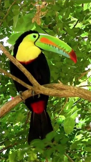 This Bird’s Beak Looks Impossible! Toco Toucan 🐦 #animalworld #birds