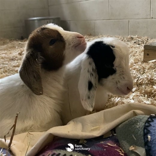 366K views · 39K reactions | BABY UPDATE: Our two newest arrivals,...