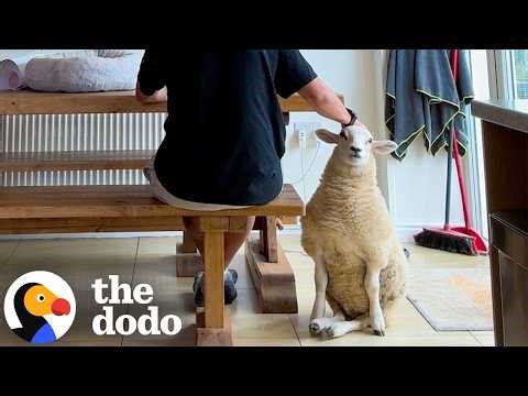 Disabled Lamb Becomes Her Dad’s Wedding Ring Bearer | The Dodo