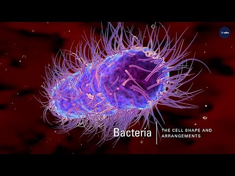 Bacterial Cells Shapes and Arrangements