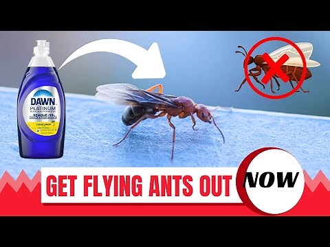 How To Get Rid Of Flying Ants and Prevent Their Return (Amazing Tricks)