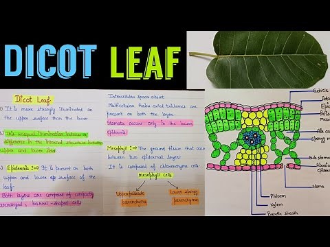 Structure of dicot leaf || dicot leaf || T.S of dicot leaf || leaf anatomy || leaf structure