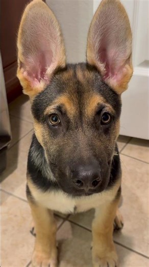 Dog math according to Sammy 🐶#superdog #puppydog #cutepuppycheck