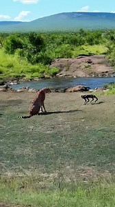 When a robot dog is placed in front of a cheetah | Stanley Little