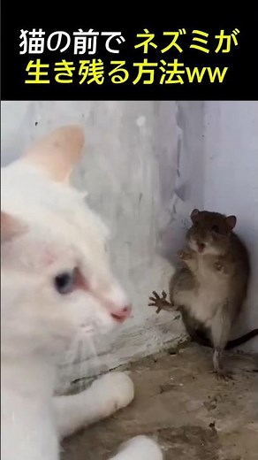 猫と出会った瞬間ネズミの対処法ww