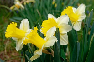The 5 Most Popular Types Of Daffodils