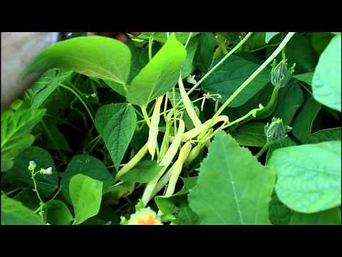 How to Garden: Bush vs Pole Beans - The Difference