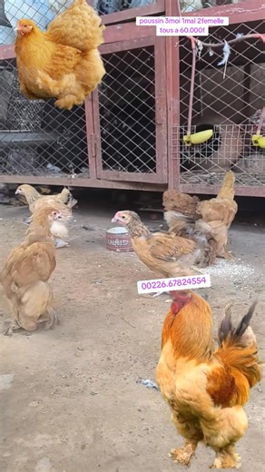 🐥 Poussin cochin fauve – disponibles maintenant ! La beauté du paradis à la ferme 🕊️ Âge : 3moi Prix : 1mal 2femelle 60.000f Race géante, calme et résistante 💪 📍Ouagadougou – Abazon Élevage 📞 226 67 82 45 54 | Abazon elevage