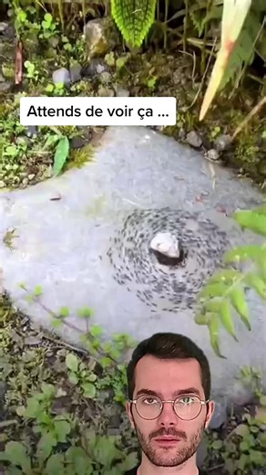 La Spirale de la Mort chez les Fourmis : Un Phénomène Étrange