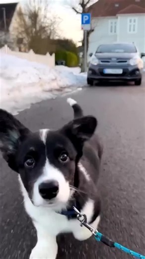 Border Collie on Instagram: "🔍 Ever spotted a Corgi with a Border Collie twist? 🌭🐶 🔔 Don't miss out on our latest videos, make sure to turn on notifications or hit that follow button! 👉 Click the link in our bio to explore our featured products. 📩 Reach out via DM for content removal requests. #bordercollies #bordercolliecross #bordercollielover #bordercolliepuppies #bordercollielife #bordercolliegram #bordercolliepuppy #bordercollieworld #bordercollielovers #doglovers #petlovers #corgi #c