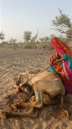 سر الحياة الصحراوية: الفوائد المذهلة للأباريق وذيول الإبل