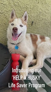 Many of you have been following the story of our recent rescues Huskies and we have been overwhelmed with offers of support for these beautiful dogs. We are excited to launch our ‘Help A Husky’ Life Saver Program, where you can be become a supporter of one or many of the Huskies in our care, and follow their journey until they ultimately are adopted. ABOUT OUR HELP A HUSKY LIFE SAVER PROGRAM Although DoggieRescue has over 100 dogs in the Ingleside shelter at any point in time, the sudden influx 