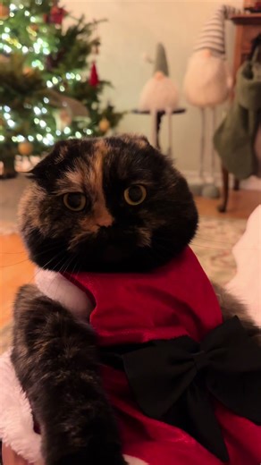 Second day of Cleo Christmas! 🎄❤️ TACO CAT PLUSH LINK IN BIO 🌮🐱 #catvideo #catsofinstagram #cutecat #christmas #cat