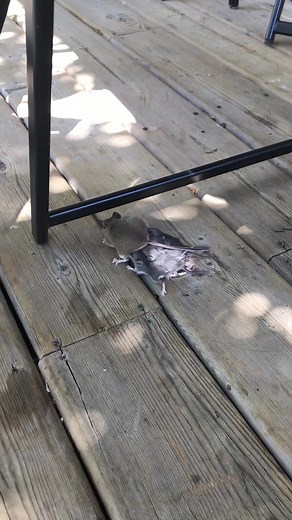 Jacks old farm life #jacktheginja #catsoftiktok #animallover #farmlife #farm #animalworld #mouse #jackthecat #fypシ