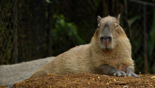 Zoo shares update on missing capybara Samba after escape