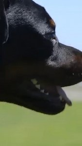 Uncovering the Surprising Origins of the Butcher Dog Breed 🐾 #butcherdog #doglovers #dogllife #dogorigings #reels | Dogumentary TV