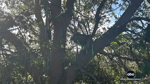 531K views · 7.8K reactions | The secret service in Palm Beach find a "hunting stand" with a direct line of sight to where the President exits air force one. The FBI are now flying in agents to find out who built it. Selina Wang has more. | ABC World News Tonight with David Muir | Facebook