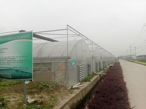 [Hot Item] Agricultural Plastic Film Single-Span Film Greenhouse with Steel Pipe for Tomato/Strawberry