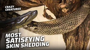 Why shedding skin is far more risky than it appears