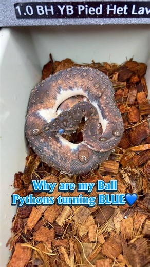 Why are all my snakes turning BLUE💙