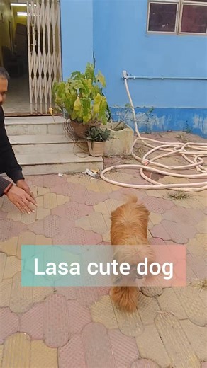 #lhasaapso #lhasaapsopuppy #lhasalovers #rottweiler #lhasaapsoworld #lhasaapsolovers #dog #lhasaapsobrasil #lhasalove #lhasagram #lhasaapsosofinstagram #lhasaapsopuppy #tibet #dogs #doglovers #instadog #lhasaapsoclub #lhasaapsoofinstagram #pet #lhasapoo #tibetan #doglover #lhasapuppy #short #puppylove | Animal Focus