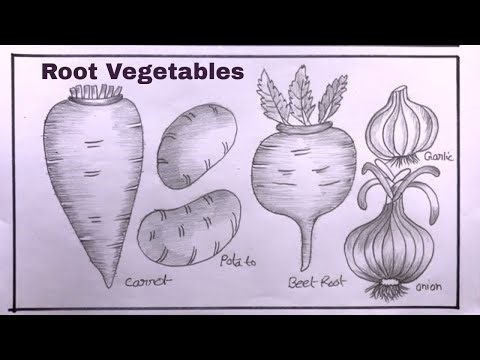 How To Draw Root Vegetables Step By Step/Root Vegetables Drawing