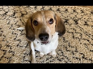 My Beagle Puppy Crying To Go On A Walk!