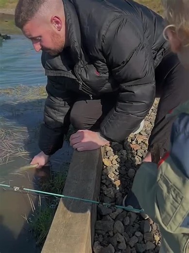 Man v Duck#fyp #scotland #duckattack #funnyvideos