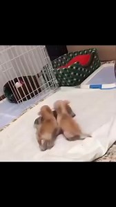 Team work 🤣🐾🐶 | Chihuahua Puppy