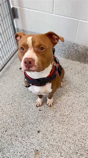 🙏💙🎉🎉HITCH’S owner has found him and they are back together safely again! Thank you all for sharing, he was noticed X 🩵 He is now microchipped! Thank you all for wanting to help him 🙏 No pledges are collected! Welcome back home 🏡 HITCH 💙🎉Houston #TX#A654921