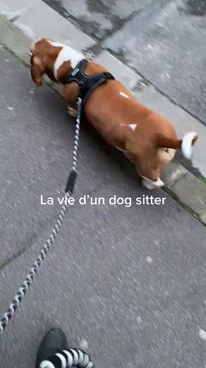 29K views · 915 reactions | le jeu de la laisse #weee, #wee, #funny, #fails, #fail, #memes, #viral, #best, #againstbullying, #dog, #animals, #jump, #cat, #reels, #compilation, #slip, #weeememes, #meme, #instagram, #water, #yeet, #fly, #slide, #laugh, #broke, #pool, #bike, #scream, #bowling, #nuts | Tibod_ | Facebook