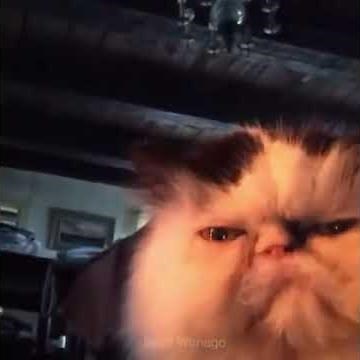 Cat says diabetes vine