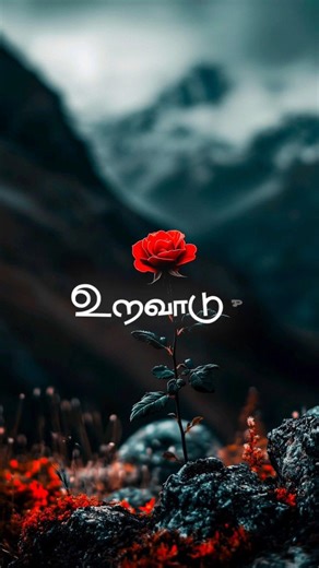 Elangaathu Veesudhey 🌹Ilayaraja 🌹
