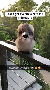 Adorable Baby Kookaburra 'Waddles' - Signature Laugh and Human Recognition