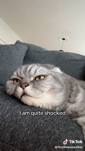 Grumpy Cat Humor: Hilarious Moments at Home