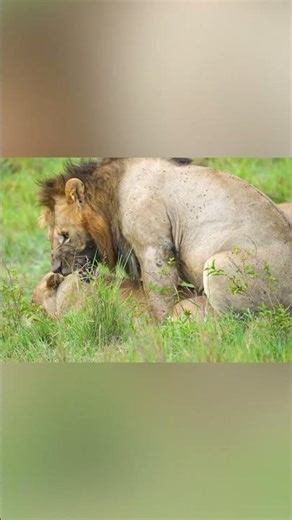 AGGRESSIVE Male Lion Mating | Maasai Mara Safari
