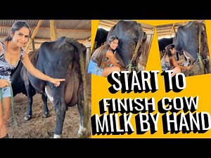 start to finish cow milk by hand | how do cows make milk ?