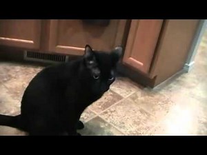 Talking Kitty Cat - Wake Up Kitty 17 - YouTube.flv