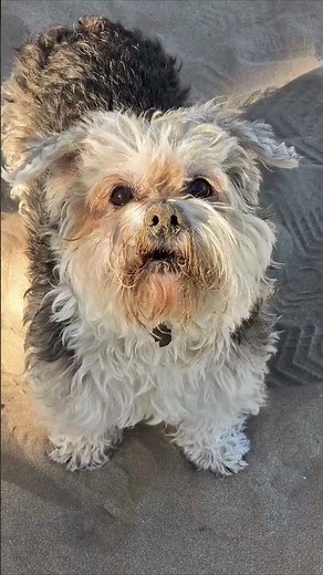 🐶 Cute Puppy Barking #9 | Adorable Dog Short #Shorts