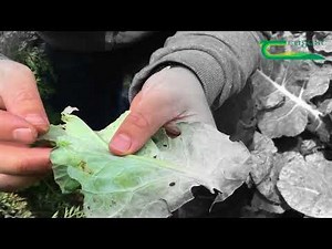 Silver Y Moth identification