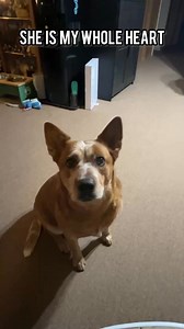 #crafts #dog #dogs #doglife #dogtricks #craftersgonnacraft #crafting. My whole heart | Thoughts to Treasures