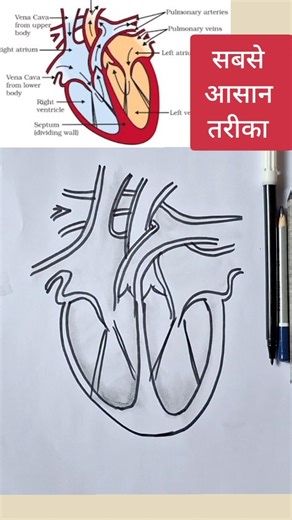 Easy Human Heart Diagram drawing class 10 | Cross Section human heart diagram drawing class 10