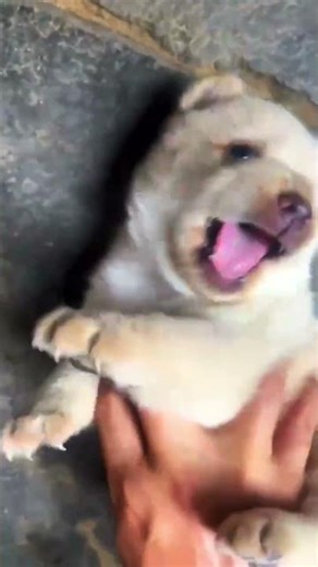 love dog . #dog #doglove #cute #animals