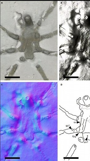 A study on pycnogonids #geology #science #fossil #fossil #paleontology #paleontology