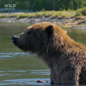 Soothe your senses with a soak at Russia's exclusive bear spa in the Valley of Geysers 🐻🛀 #WildRussia is now streaming on Disney . | National Geographic Animals