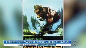 3.1K views · 40 reactions | Holy smoke! Smokey Bear turned 75 Friday -- In 1944, the Forest Service authorized the creation of a fictional bear for ads aimed at preventing wildfires. In 1950, a cub rescued from a New Mexico fire became the living Smokey Bear. | CBS Evening News | Facebook