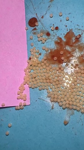 Understanding Moth Eggs: Appearance, Laying Process, and More