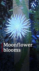 Thousands of people around the world on "moonflower watch" have finally been rewarded with the blooming of the rare Amazonian cactus Selenicereus wittii - believed to be a first in the UK. This is the moment it happened at the Cambridge University Botanic Garden. Full story: bbc.in/3dur3kt | BBC Norfolk