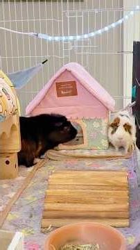 Guinea pigs dominant chasing and fighting #guineapig #pets #smallanimals