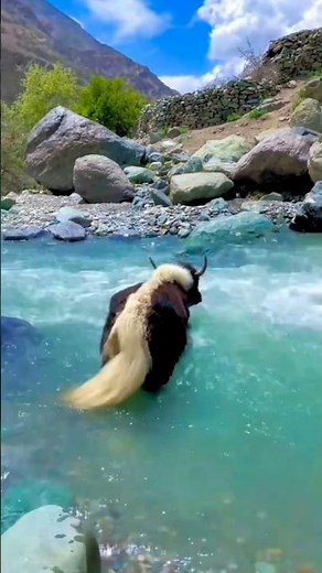 Yak, The King of Mountains | A True Survivor of the Himalayas